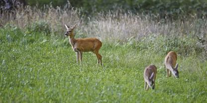 Schmackhafte wertvolle Äsung zieht den Wildverbiss wirkungsvoll aus der Forstfläche – vorausgesetzt, die Äsungsflächen dienen nicht vordringlich der Abschussplanerfüllung.