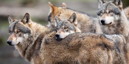 Heute ist Tag des Wolfes.