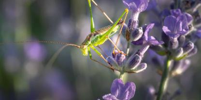 Heuschrecke sitzt auf einer Blüte. 