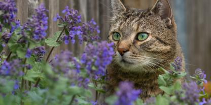 Katze im Beet