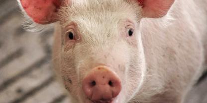 Schwein im Stall
