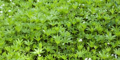 Waldmeister sollte vor der Blüte geerntet werden.