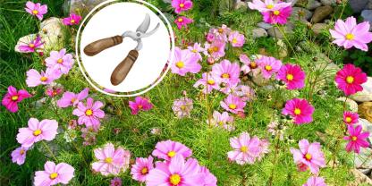 Kosmeen sind beliebte Sommerblumen in Bäuerngärten. Damit sie besonders üppig wachsen und blühen, hilft es, sie in der Jungpflanzen-Phase zu entspitzen.
