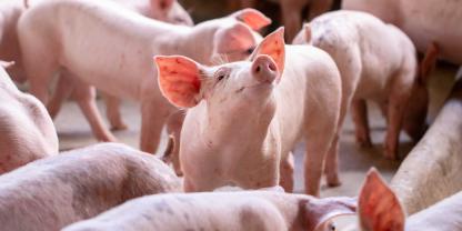 Ferkel im Stall