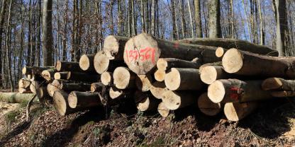 Der Diebstahl von Holz aus deutschen Wäldern bleibt ein Problem. Die Forstämter kämpfen gegen die Kriminellen - mit Kontrollen und GPS. (SYMBOLBILD)
