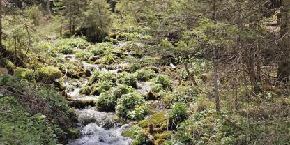 Biodiversitätsinitiative „100 Jahre – 100 Hektar“ im ÖBf-Projektgebiet Forstrevier Mürzsteg.
