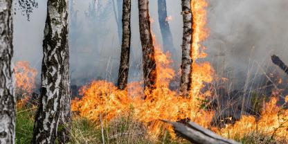 In Hessen kam es aufgrund von Brandstiftung zu einem Waldbrand.
