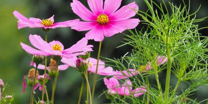 Kosmeen sind pflegeleichte Sommerblumen mit farbenfrohen Blüten und filigranem Laub. Sie eignen sich gut für Beete, Rabatten und als Schnittblumen.