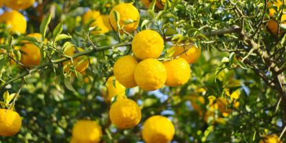 Yuzu sind begehrte Zitrusfrüchte aus Japan. In Deutschland gibt es sie meist als Kübelpflanze.