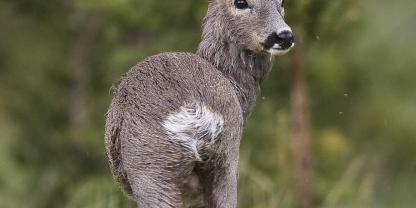 Für die Bockjagd gibt es viele unterschiedliche Kaliber aus verschiedenen Gruppen. Der Jäger hat die Qual der Wahl.