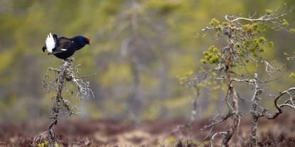 In der Lüneburger Heide leben rund 20 % der deutschen Birkwildpopulation.