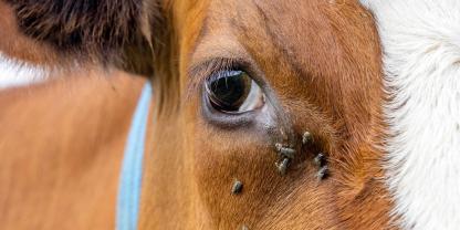 Die Fliegenart legt ihre Eier in offene Wunden von Rindern und führt zu schweren Infektionen, Tierleid und hohen wirtschaftlichen Schäden.