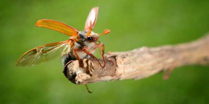 Da fliegen sie wieder! In diesem Fall ein Feldmaikäfer (Melolontha melolontha).