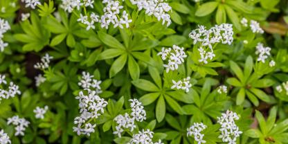 Waldmeister mit seinen weißen Blüten über den grünen Blattquirlen