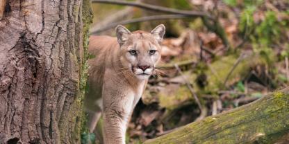 In Sachsen-Anhalt könnte ein Puma unterwegs sein.