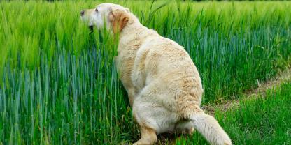 Der Hund ist der einzige bekannte Endwirt für den Erreger Neospora Caninum - einer der häufigsten infektiösen Ursachen für Fehlgeburten bei Rindern.