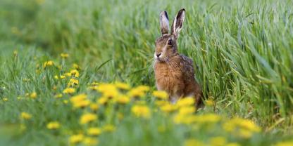 Hase-Loewenzahn