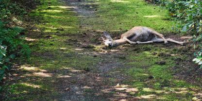 In direkter Nähe zur Wohnbebauung entdeckte eine Spaziergängerin eines der gewilderten Rehe (Symbolbild).