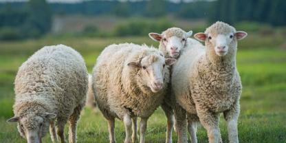 Das Schaf als Opfertier: Beim Opferfest teilen Muslime das Fleisch mit Familie, Nachbarn und Bedürftigen.