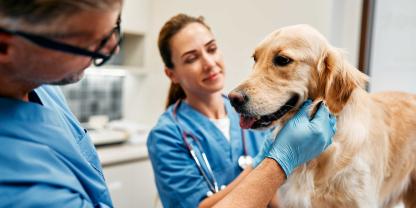 Bei älteren Hunden sind regelmäßige Gesundheitschecks zu empfehlen.