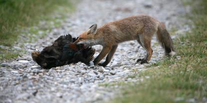 Beutegreifer wie Füchse jagen immer wieder auch Hühner. Geflügelhalter wollen ihre Tiere schützen. Aber was ist erlaubt?