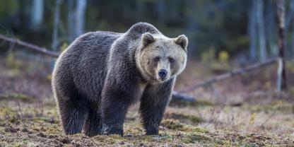 In der Schweiz ist Meister Petz im Kanton Graubünden unterwegs.