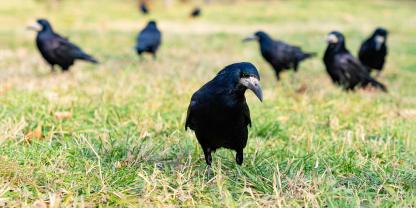 Saatkrähen sind unter Landwirten nicht wohl gelitten.