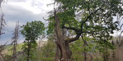 Eiche an WZE Plot
