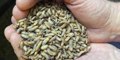 Die Fliegenlarven werden zunehmend als gesundes Proteinfutter geschätzt, insbesondere auch bei Geflügelhaltern.