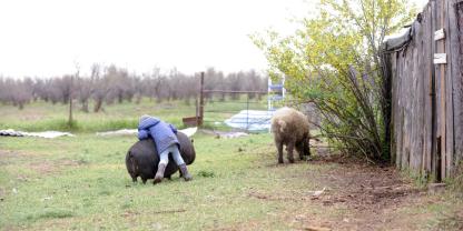 Junge mit Schwein