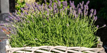 Hinter der lila Blütenpracht von Lavendel aus dem Handel verbirgt sich oft ein Cocktail aus Pflanzenschutzmitteln.