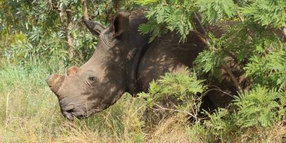 Eine Studie in Afrika hat sich mit dem Absägen von Hörnern beim Nashorn befasst.
