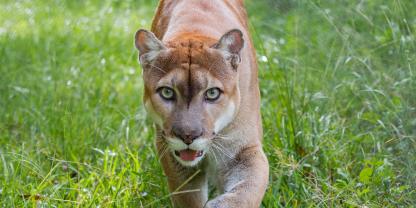 In Sachsen-Anhalt in der Nähe zu Sachsen soll sich eine Raubkatze herumtreiben, vermutlich ein Puma. Ein Video wurde als „authentisch“ eingestuft (Symbolbild).