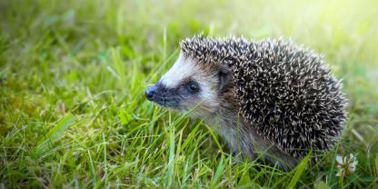 Ein Igel im Maul eines Hundes führte am Wochenende im Kreis Harburg zu einem heftigen Streit zweier Frauen.