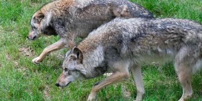 Wölfe können auf der Roten Liste stehen, aber dennoch bejagbar sein, so ein Urteil des Europäischen Gerichtshofes.