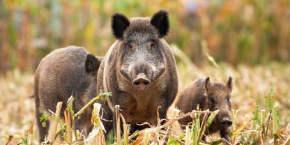 Wildschweine und verwilderte Schweine kosten US-Landwirte jährlich enorme Summen. Nun gibt es genaue Zahlen.