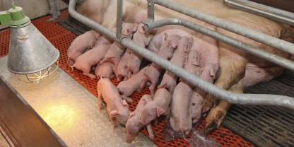 Dank gezielter Zuchtarbeit sind die Geburtsgewichte trotz größerer Würfe kaum zurückgegangen.