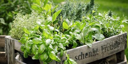 Ob im Topf auf dem Balkon oder im Beet im Garten: Kräuter gedeihen selbst auf kleinstem Raum und sorgen für frische Würze in der Küche.