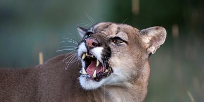 Nach wie vor gibt es keine Klarheit zum vermeintlichen Puma in Sachsen-Anhalt. Die Bevölkerung soll aber Wälder meiden (Symbolbild).