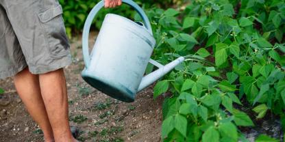 Hand mit Gießkanne beim gießen von Bohnen im Garten