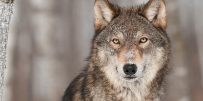 Wolf Nahaufnahme Gesicht