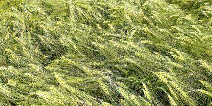 Die Hybridwintergerste Zoomba von Syngenta ist gegen drei Typen des Gerstengelbverzwergungsvirus resistent.