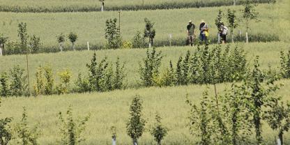 Agroforsten verhindern Erosion, halten Wasser zurück und sind Kohlstenstoffspeicher.