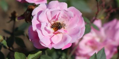 Gartenrosen können im Sommer eine wertvolle Bienenweide sein.