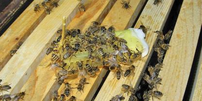 Mit dem Zusetzkäfig lässt sich die neue Königin leicht einweiseln. Der Zuckerteigverschluss gibt den Bienen Zeit sich an sie zu gewöhnen.