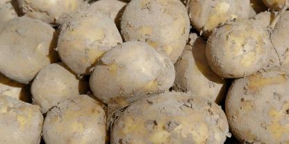 Kartoffeln-AdobeStock_88459710