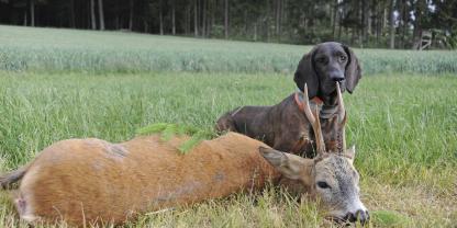 Rehwildhetzen verlangen immer den schnellen, wildscharfen Hund.