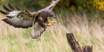In Hessen kommt es vermehrt zu Attacken durch Greifvögel.