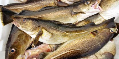 In der Ostsee bereits Vergangenheit, werden randvolle Fischkisten auch in Norwegen seltener werden.