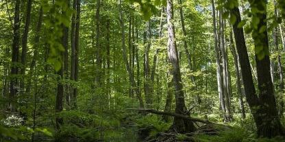 Wald und Wasser
